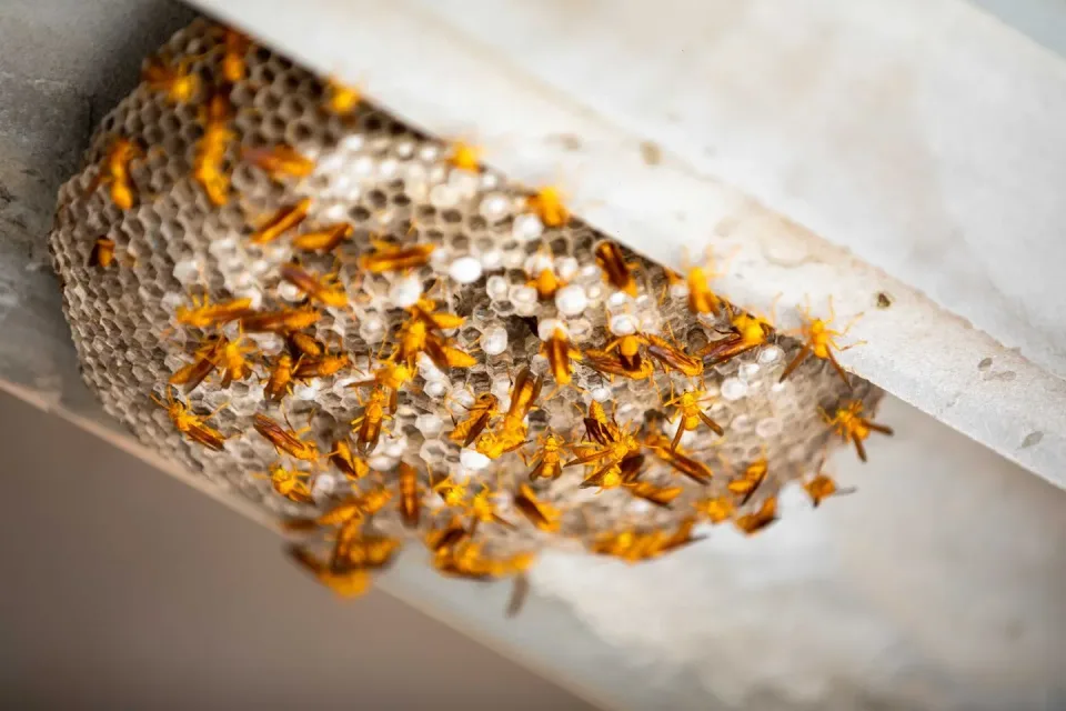 Paper Wasp Nest — Pest Control